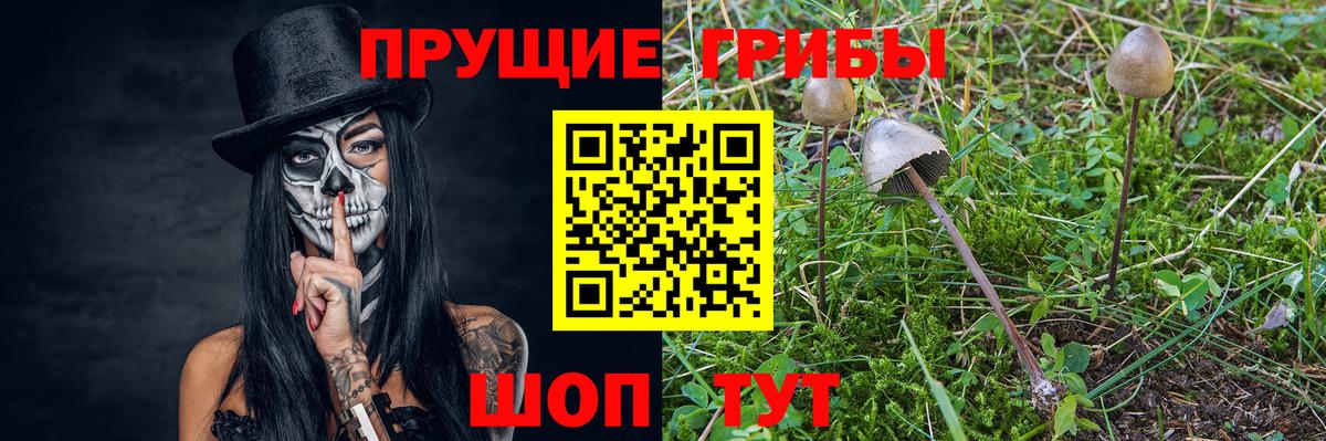 Галлюциногенные грибы Cubensis Урай